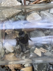 Megachile gemula