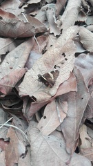 Thorybes pseudocellus