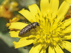 Acmaeodera cisti