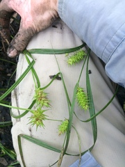 Carex louisianica