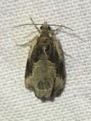 Olethreutes connectum