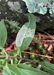 Liriomyza pistilla