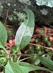 Liriomyza pistilla