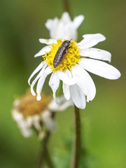 Acmaeodera cisti