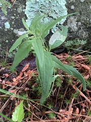 Liriomyza pistilla