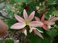Bauhinia coulteri