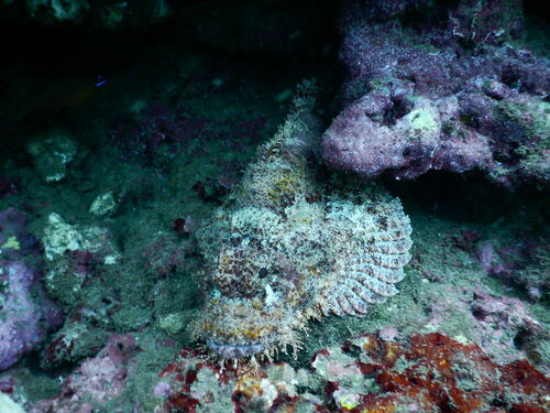 Scorpaenopsis possi observed 2017-03-08