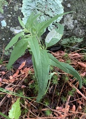 Liriomyza pistilla