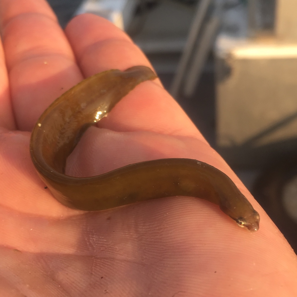 Humped shore eel (Alabes gibbosa) — Gobiesocidae