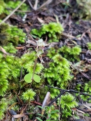 Acianthus sinclairii