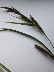 Carex riparia