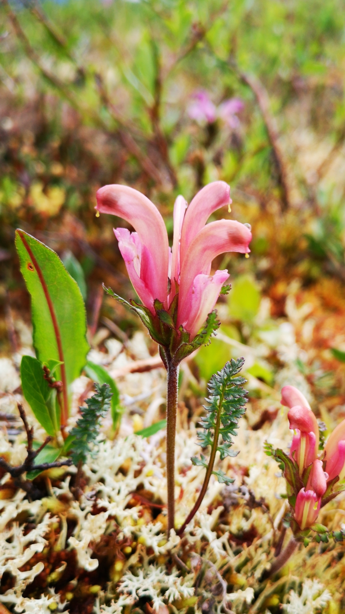 Pedicularis capitata