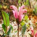 Pedicularis capitata - Photo (c) Logan McLeod, μερικά δικαιώματα διατηρούνται (CC BY-NC-SA), uploaded by Logan McLeod