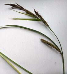 Carex riparia
