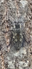 Texania fulleri
