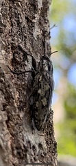 Texania fulleri