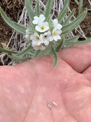 Oreocarya thompsonii