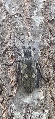 Texania fulleri