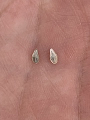 Oreocarya thompsonii