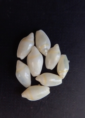 Austroginella translucida