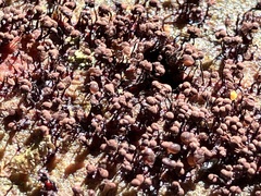 Cribraria cancellata