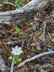 Lysimachia europaea