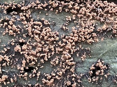 Cribraria cancellata