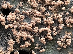 Cribraria cancellata