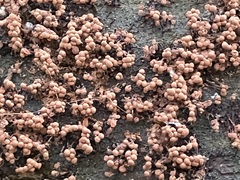 Cribraria cancellata