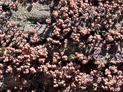 Cribraria cancellata
