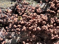 Cribraria cancellata