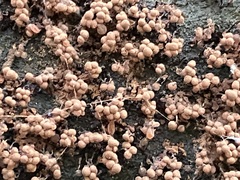 Cribraria cancellata