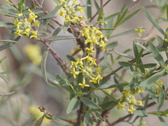 Pimelea microcephala microcephala