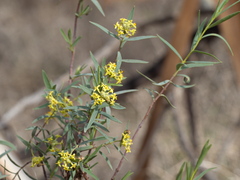 Pimelea microcephala microcephala