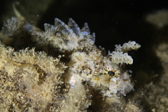 Mozambique Scorpionfish photo 1