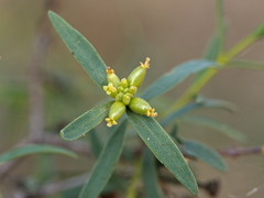 Pimelea microcephala microcephala
