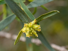 Pimelea microcephala microcephala