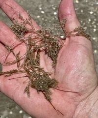 Amathia verticillata