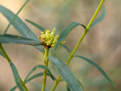 Pimelea microcephala microcephala