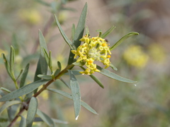 Pimelea microcephala microcephala