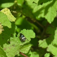 Onthophagus kchatriya