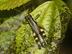 Melanoplus viridipes