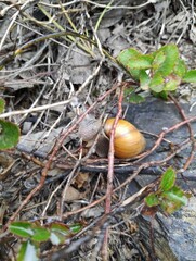 Bothriembryon glauerti