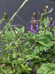 Prunella vulgaris