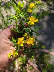 Hypericum perforatum perforatum