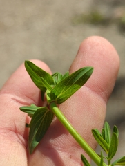 Hypericum perforatum perforatum