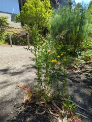 Hypericum perforatum perforatum