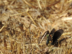 Battus philenor hirsuta