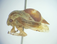 Xantholobus