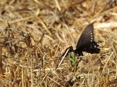 Battus philenor hirsuta